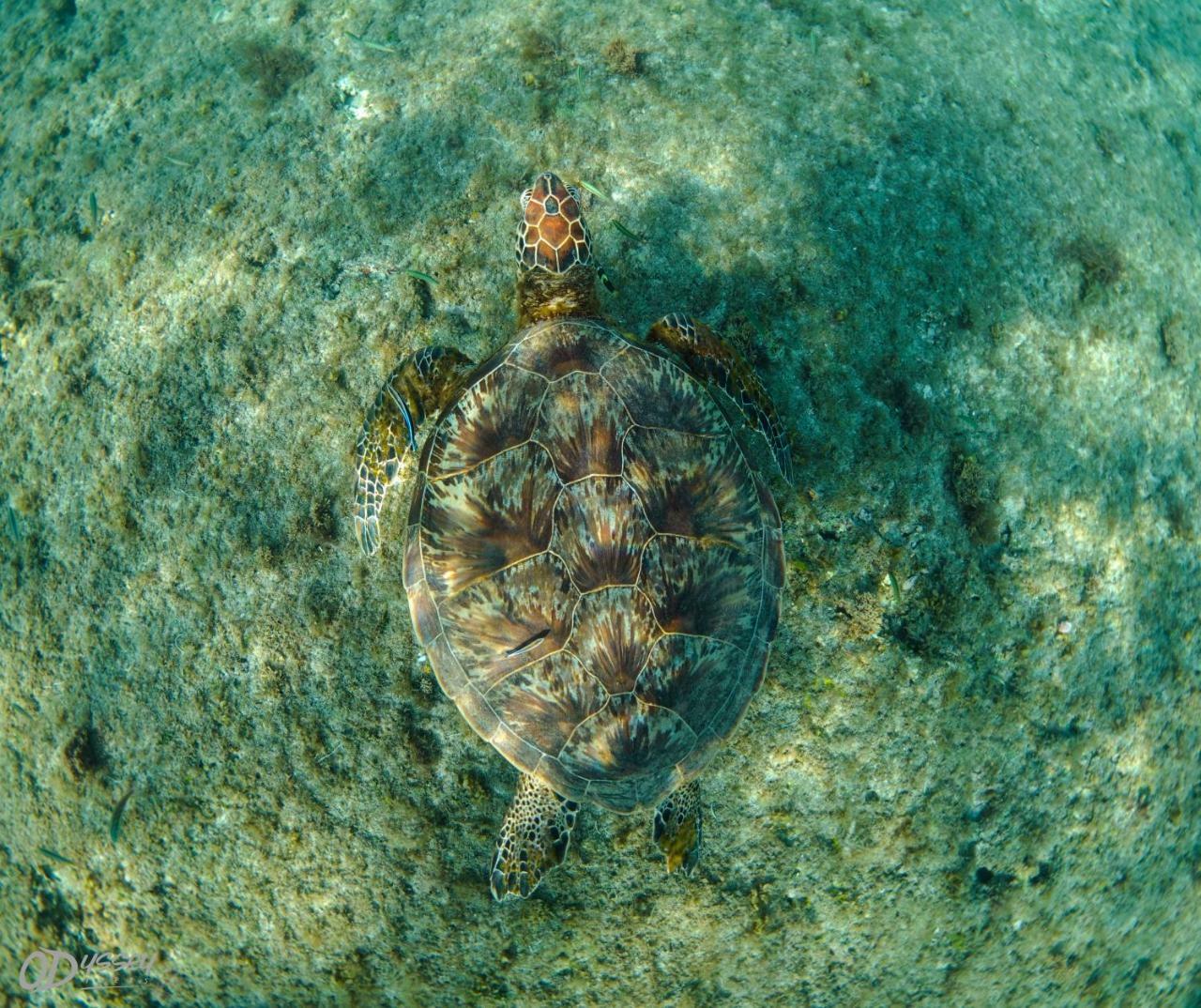 Odyssey Divers Hostel Xiaoliuqiu Dış mekan fotoğraf