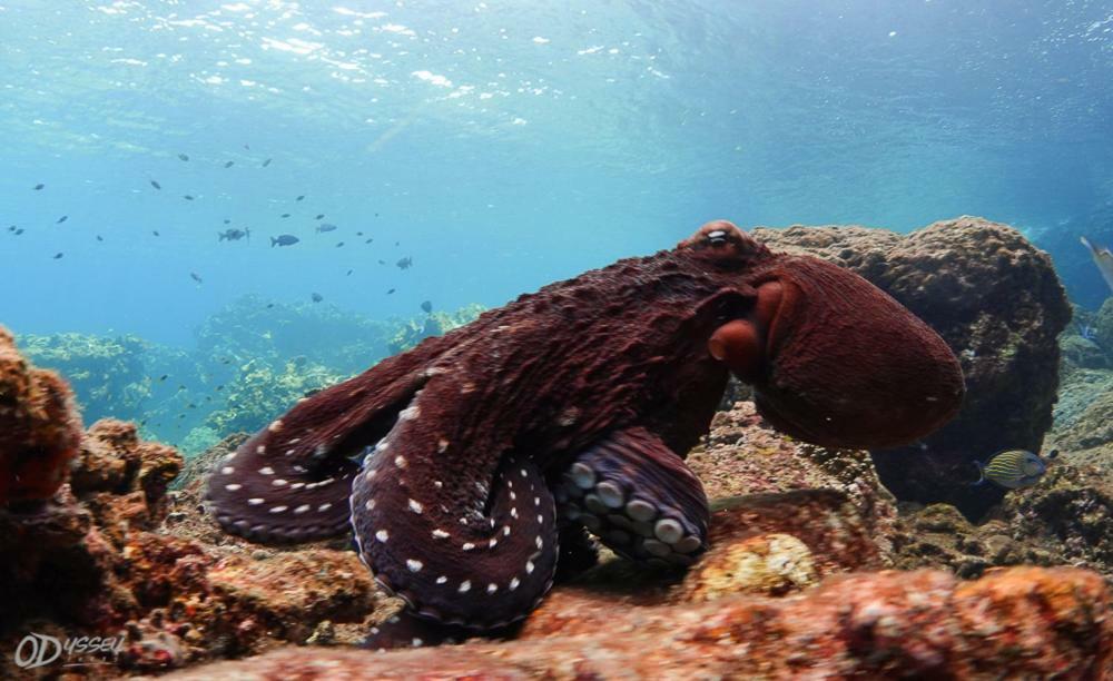 Odyssey Divers Hostel Xiaoliuqiu Dış mekan fotoğraf