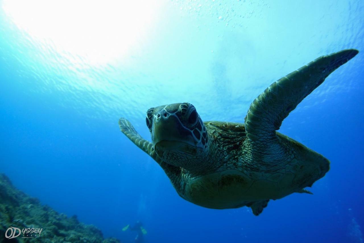 Odyssey Divers Hostel Xiaoliuqiu Dış mekan fotoğraf